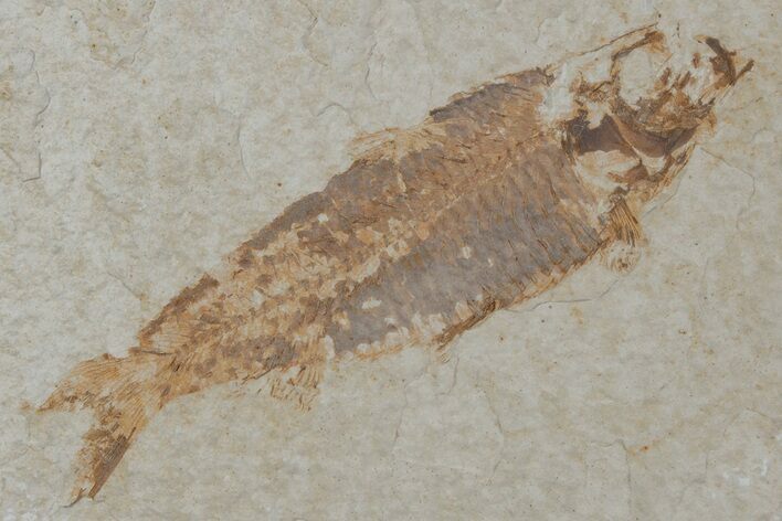Fossil Fish (Knightia) - Wyoming #210110